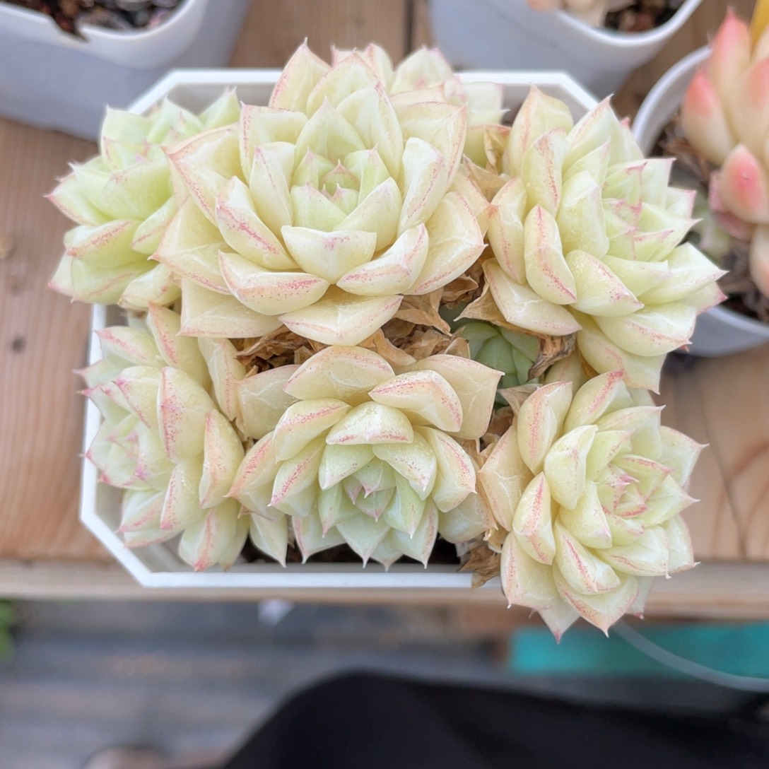 优选白天鹅福利718