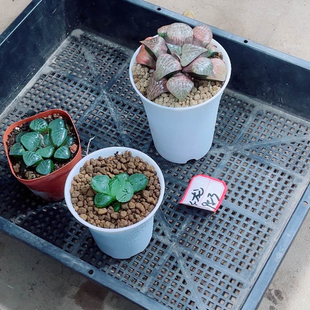 虞美人玉露一勿一拍