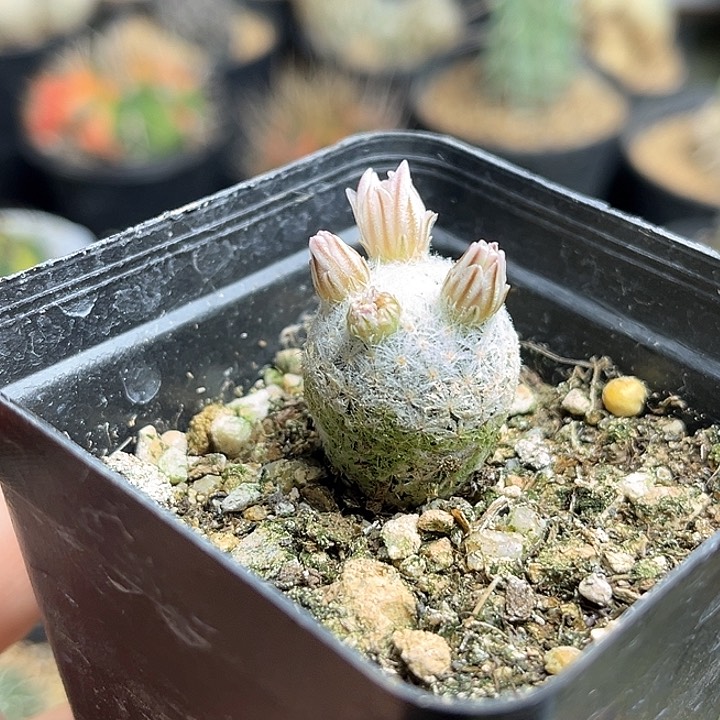 开花球姬玉实生球2公分