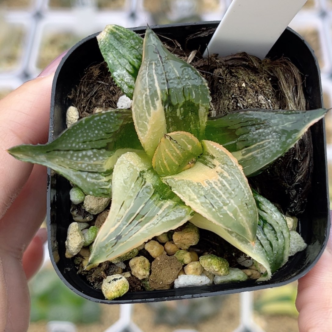 32茜云芭提雅锦福利专场