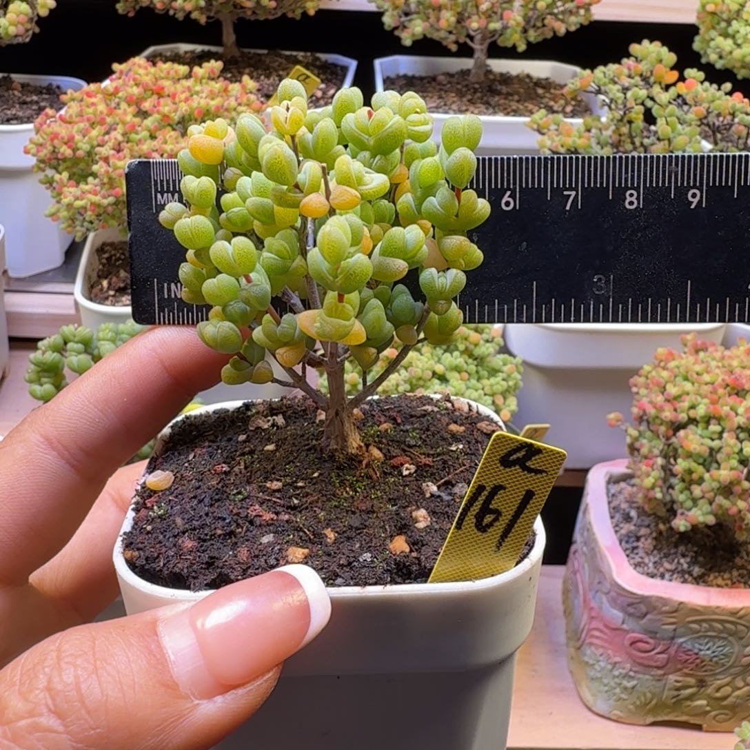 a161号元宝冠服6厘米左右