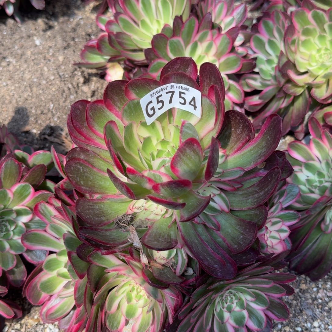 5754瑶光多肉植物