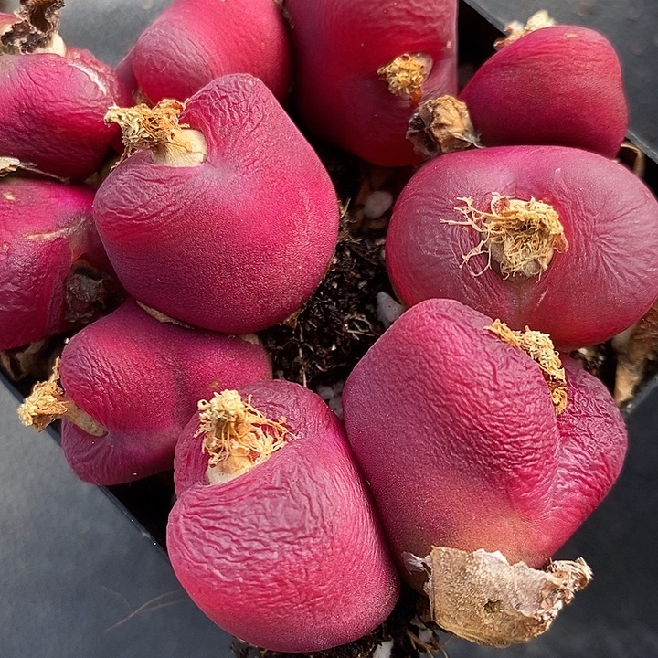 双头母本红蟠桃一颗。 