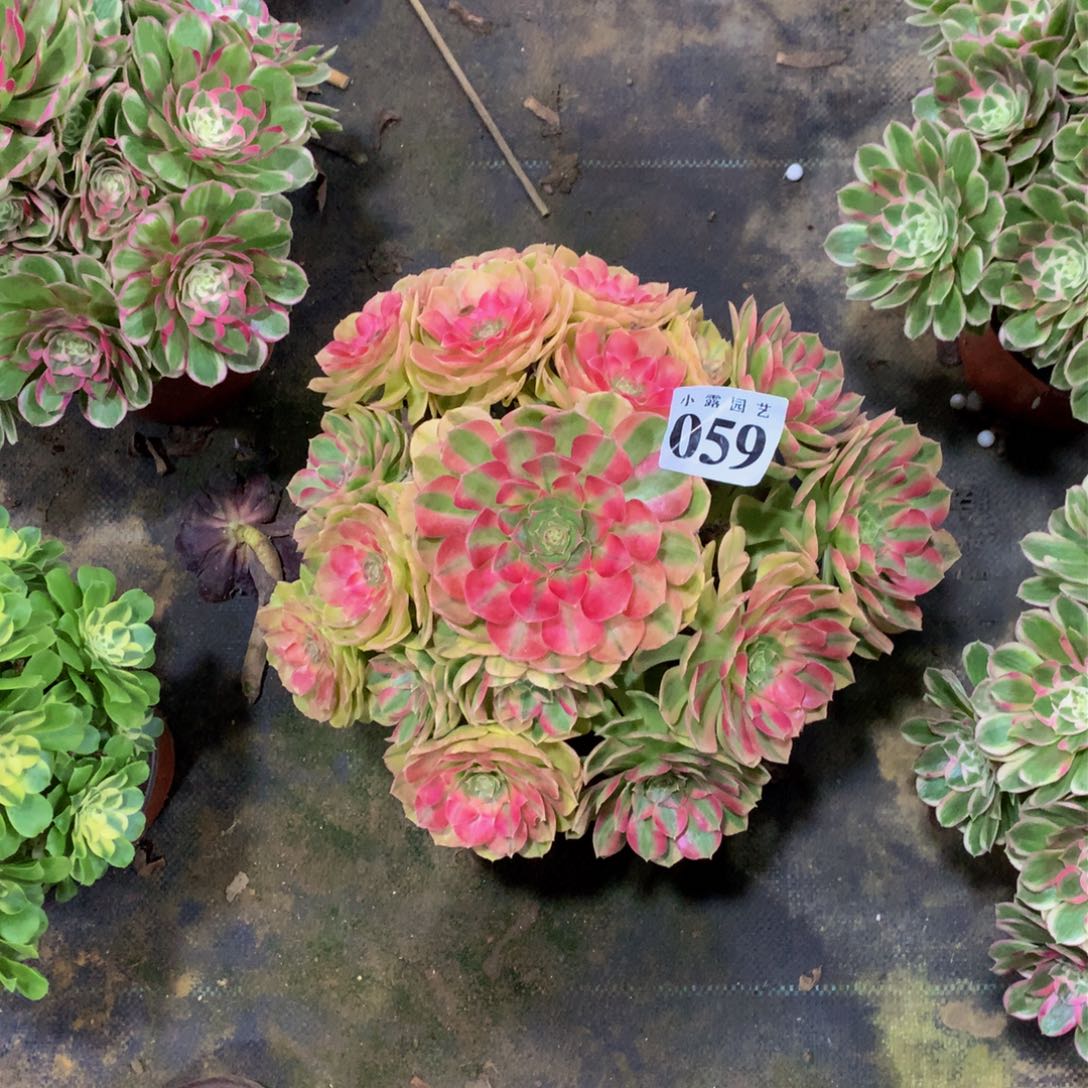 ?*诺多肉植物059雨荷888888