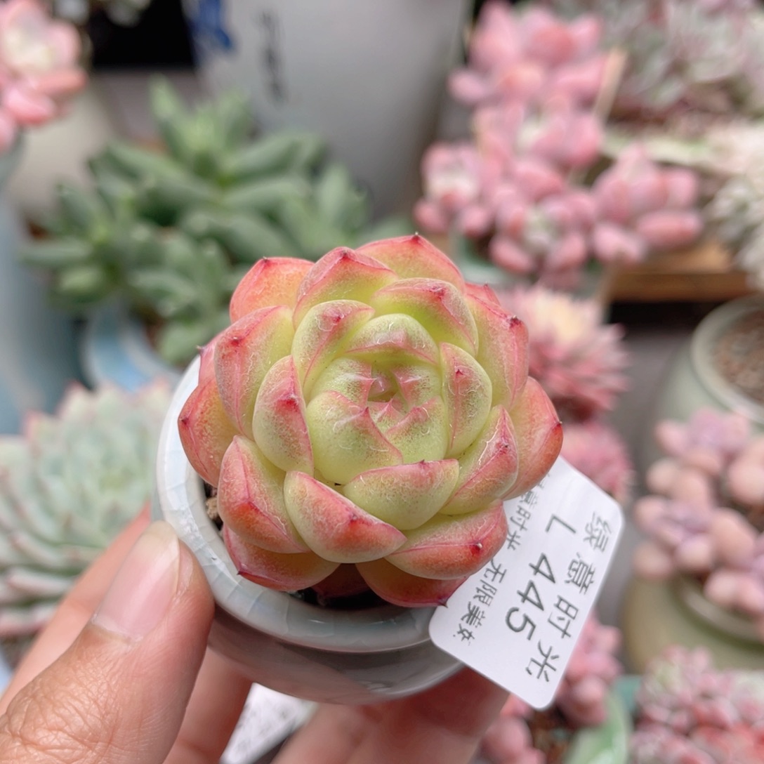 445 珍妮麦秆 带陶瓷盆发货 一物一拍