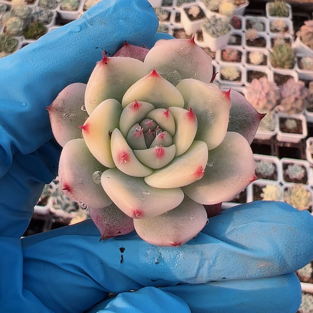 吉娃娃锦，覆轮锦