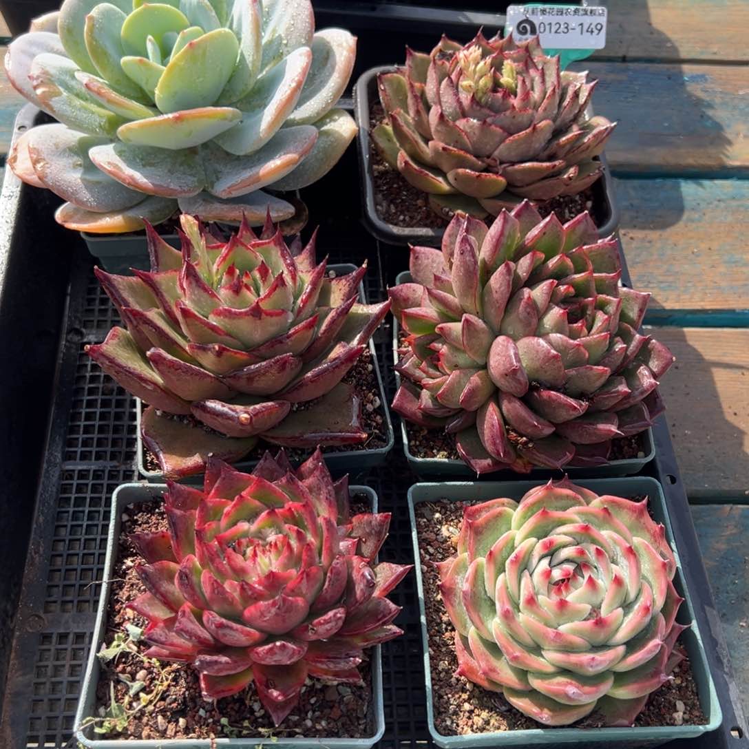 从前慢多肉精选编号0123.149