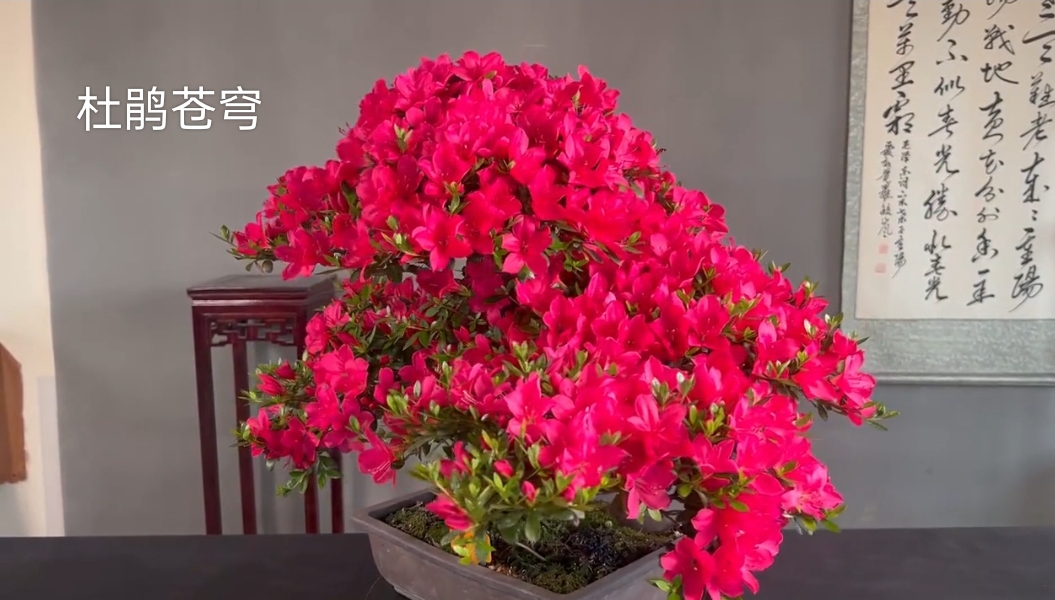 皋月杜鹃苍穹大花