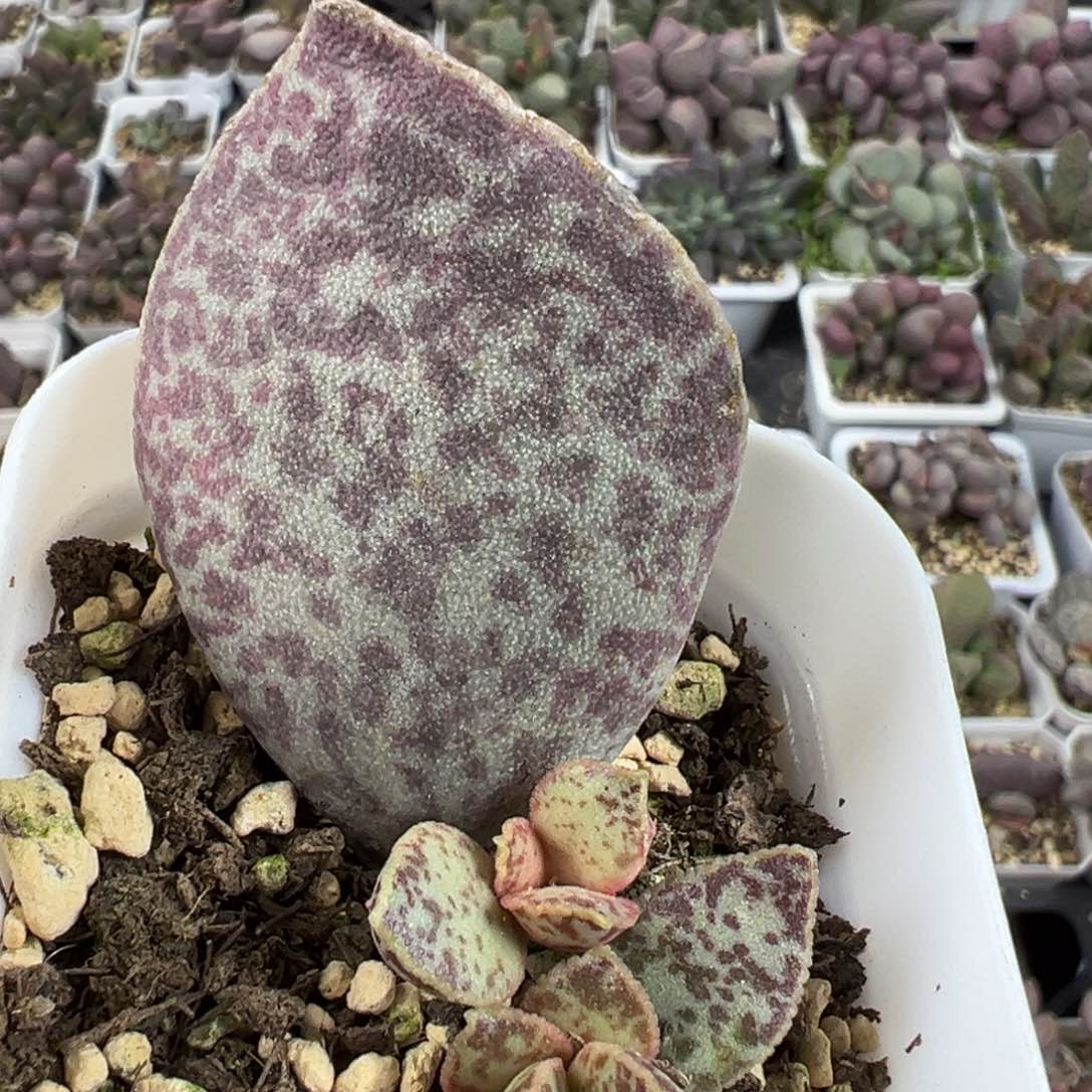 飞机翅膀马蛋斑点款多肉植物水泡