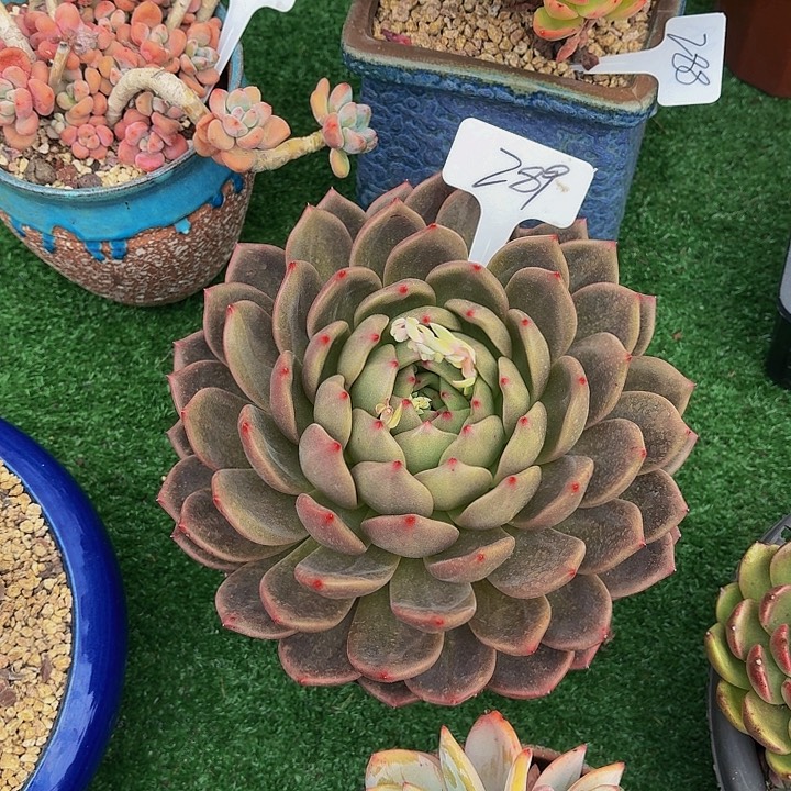 米***多丽娟花卉香橙大单头