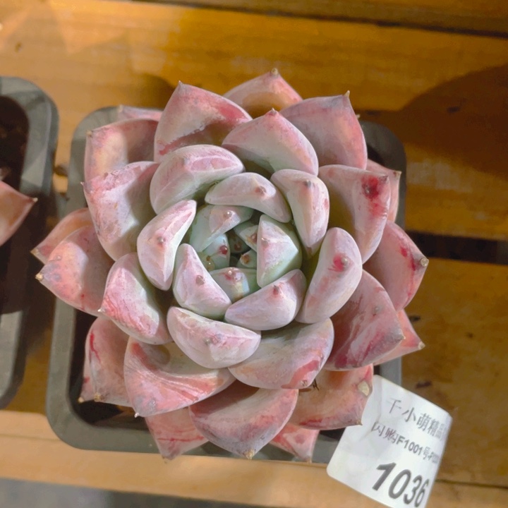 谢谢你的支持0000001036