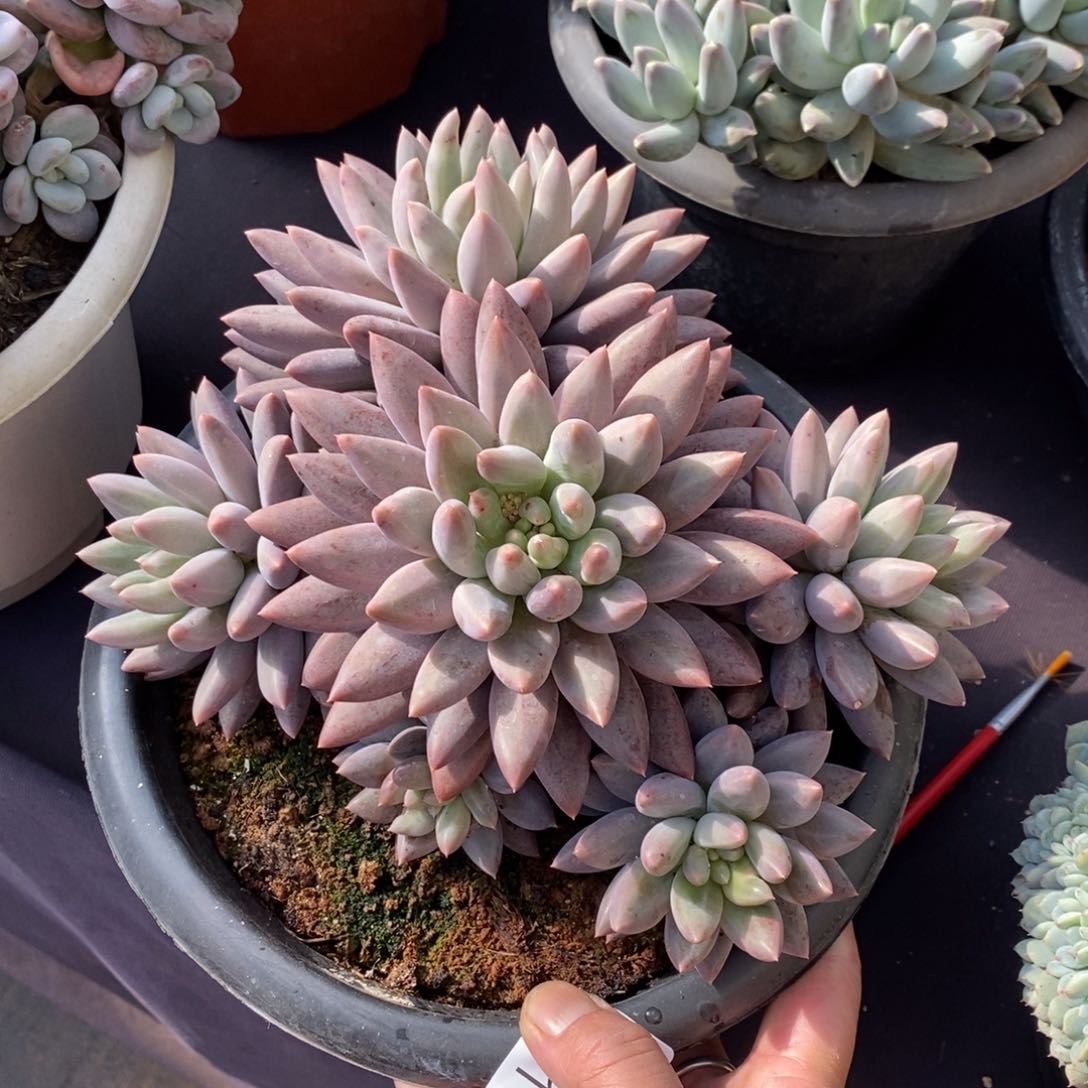 两单包邮1201-33红蜻蜓