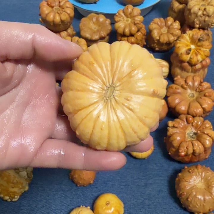 酸***子墨西哥七彩疙瘩葫芦