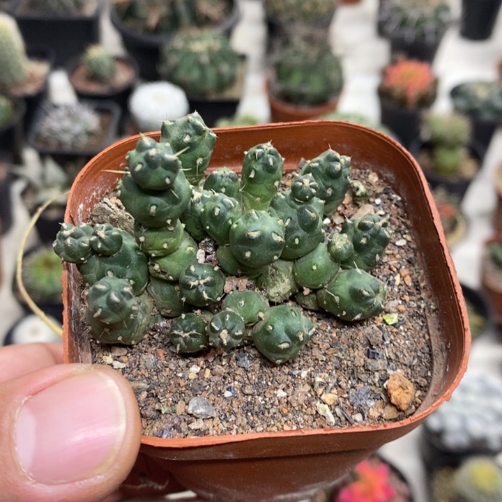 骑兵特价福利特价