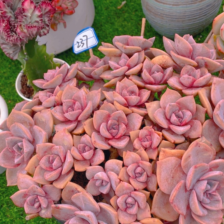 谢谢你的支持000000237