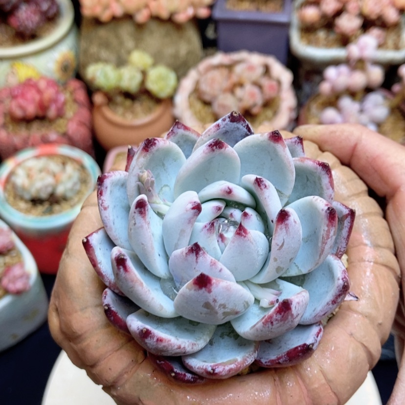 【闪购商品】卡系单头