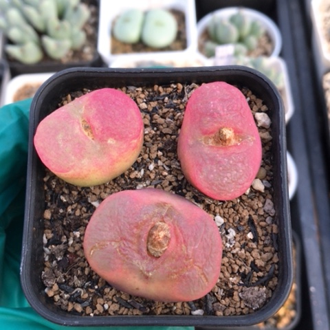 多肉肉锥 水蜜桃