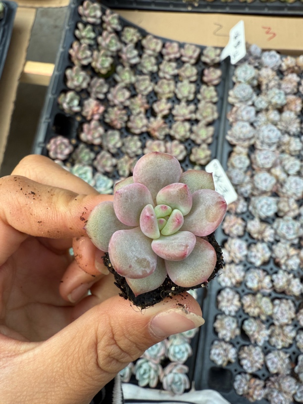 36凌雪穴苗三颗一组