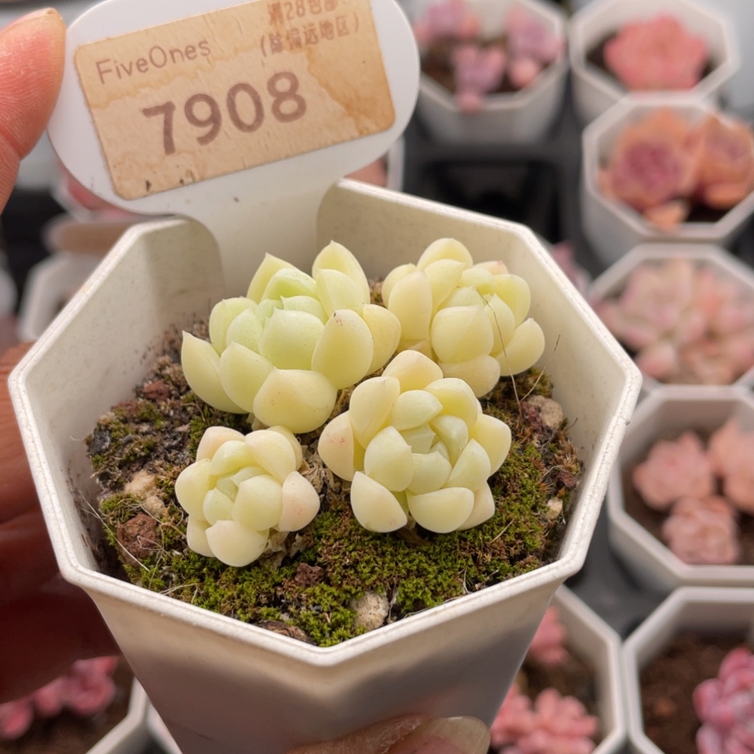 白月光7908-5.0厘米