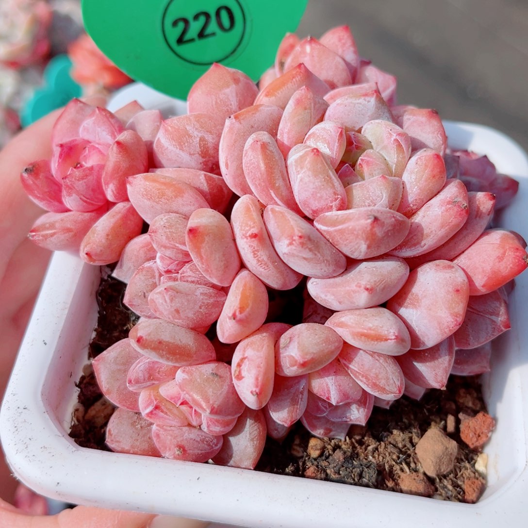 220号大老桩石榴籽星影群