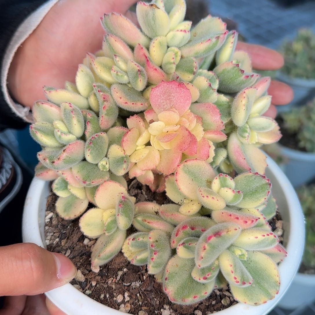 从前慢甄选多肉编号彩虹熊