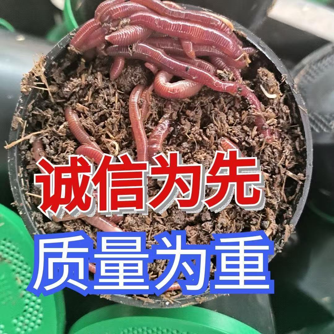 钓鱼蚯蚓大号小号散装盒装鱼饵野钓通用饵料