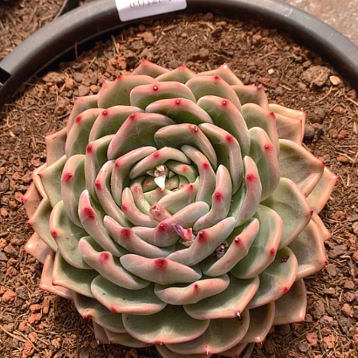 【闪购商品】云608号18公分