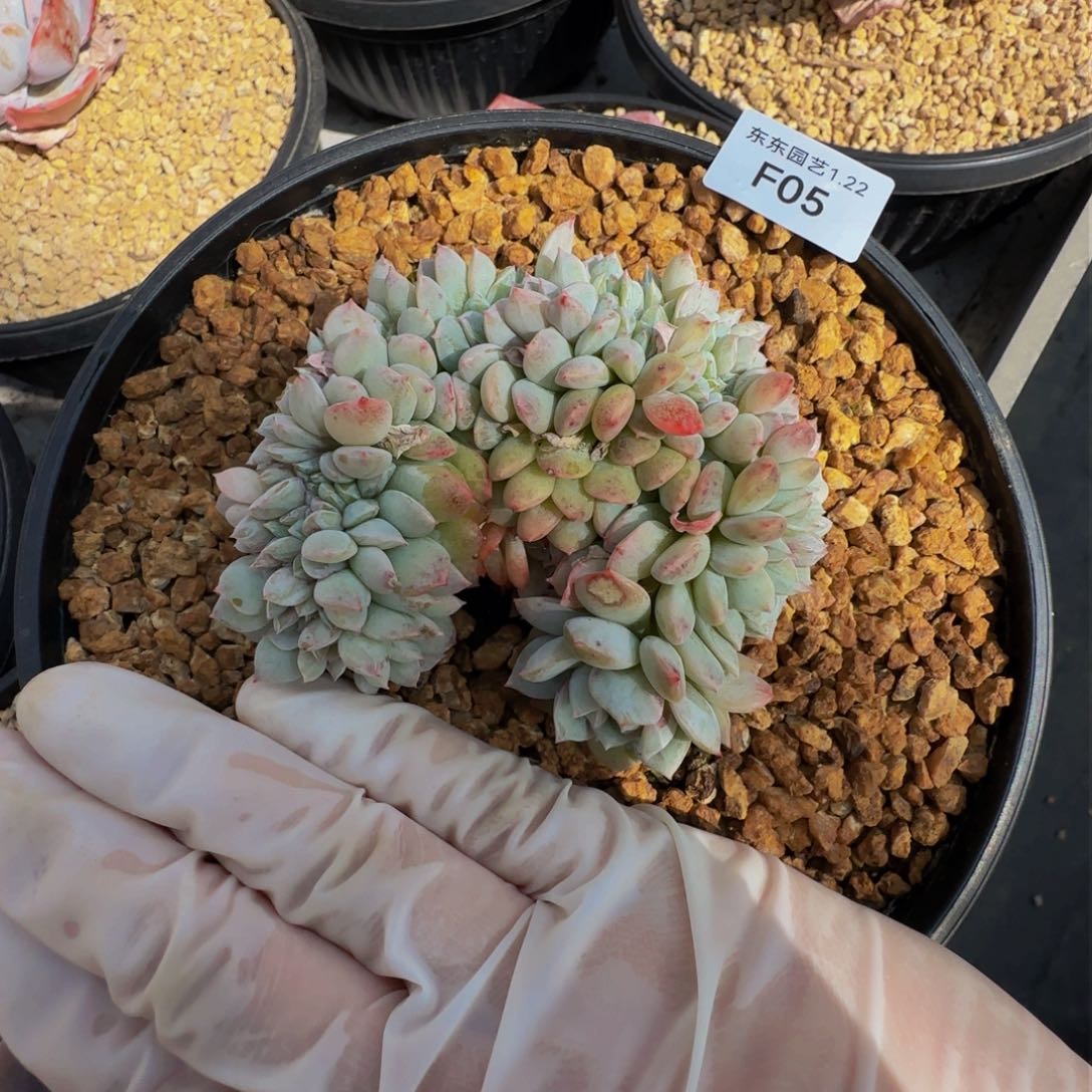 f f f f f f f f f f f 5