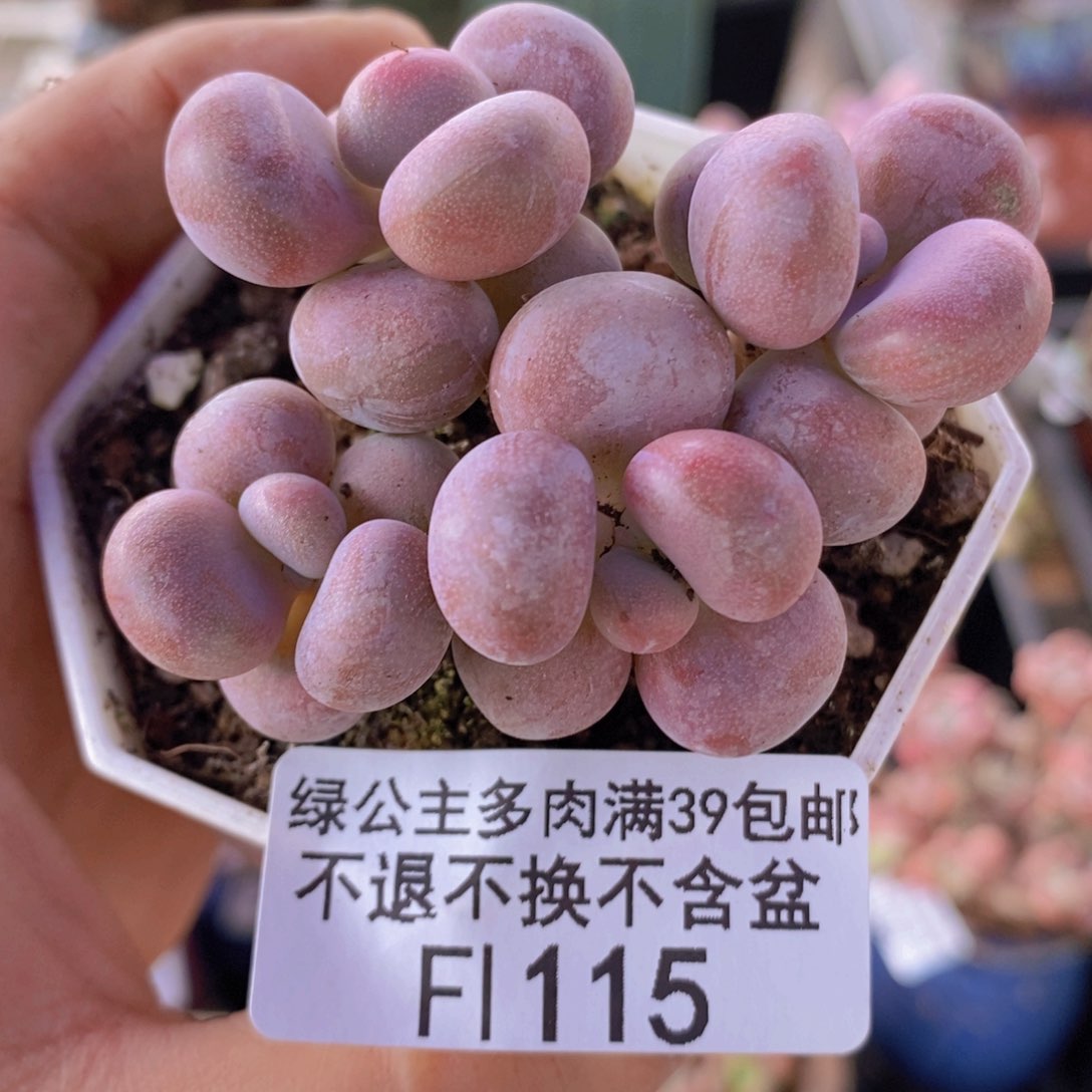 腰子桃蛋6cm115多肉植物
