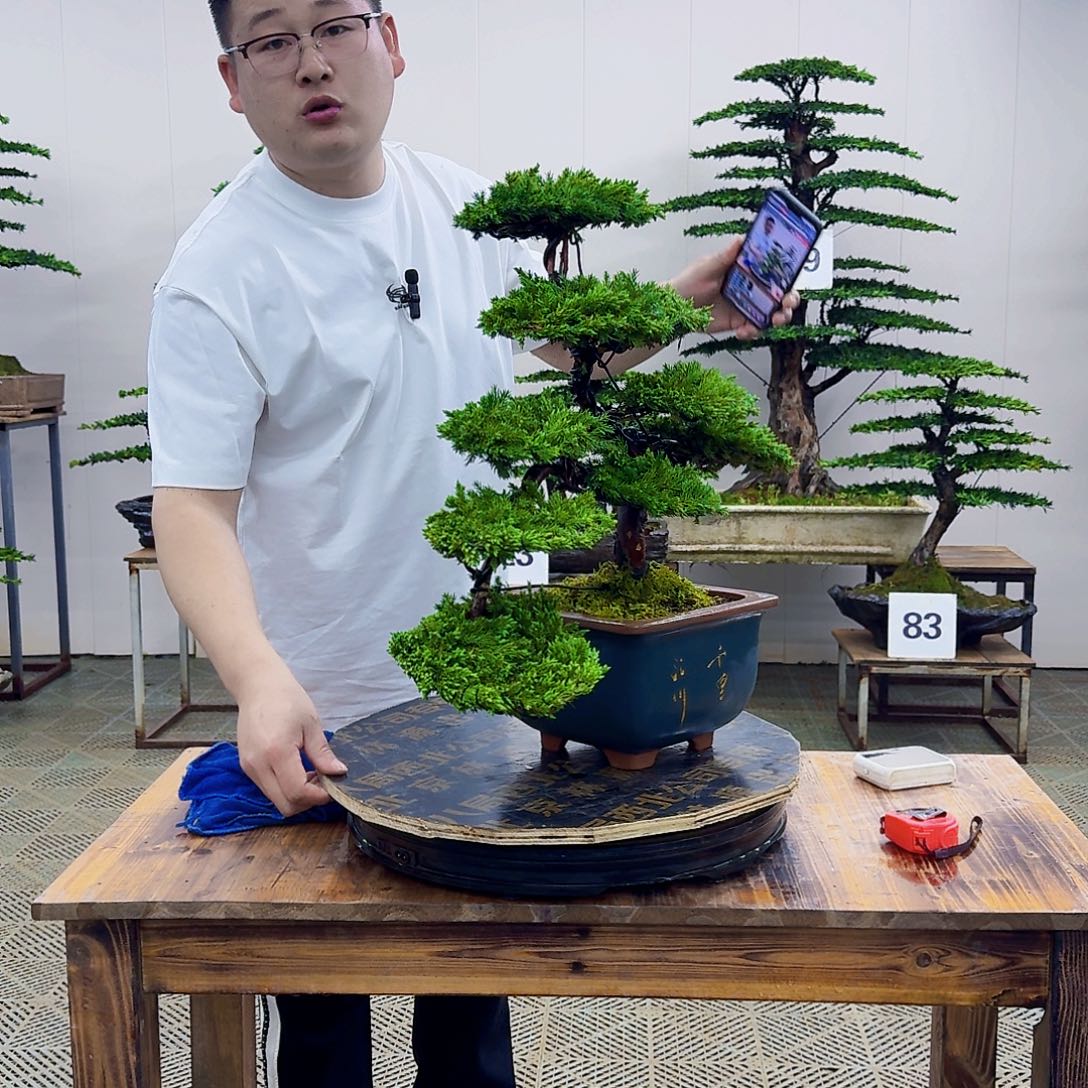 柏树造型盆景盆景