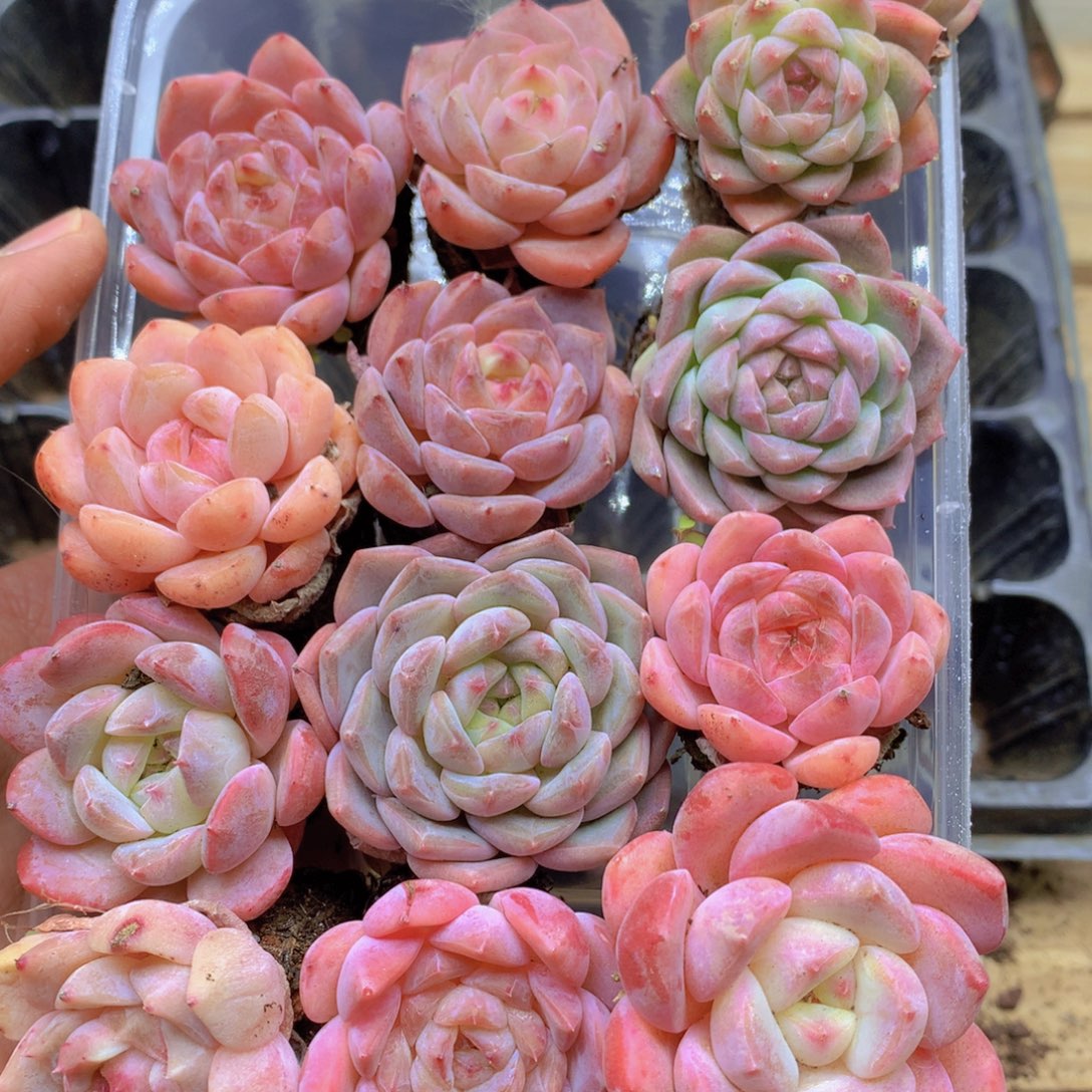 我要去看你了啊我要 024