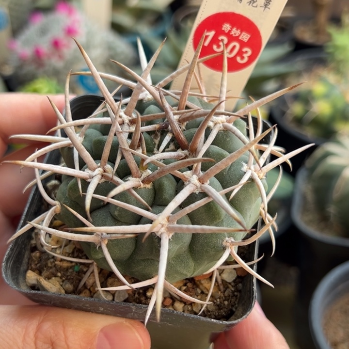 实生五十铃玉豪刺水牛碧岩玉6cm