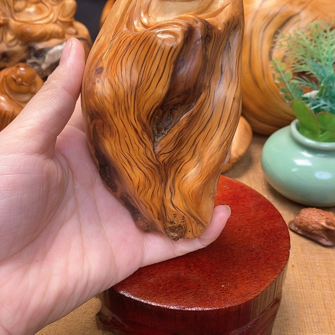 柏木（崖柏）一物一图