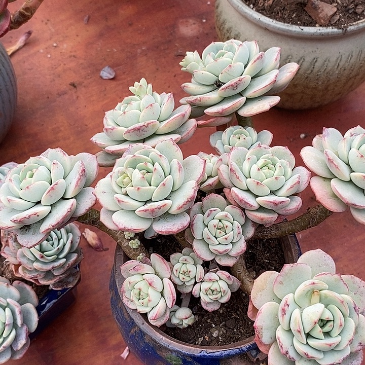 香草老桩整无砍多肉
