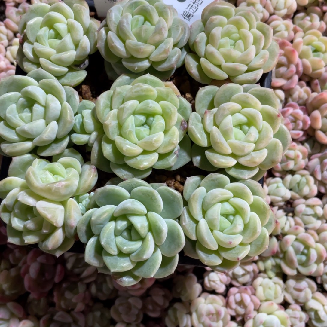 财富3一物一拍027…