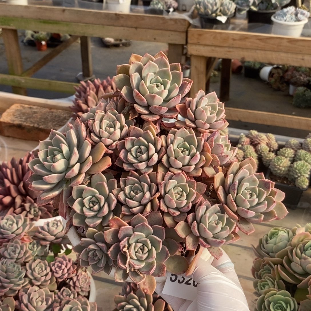 5320红粉佳人一物一拍