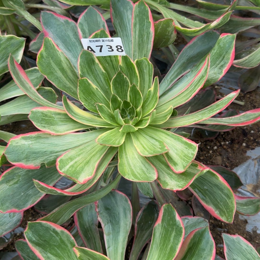 738恶魔之眼。多肉植物