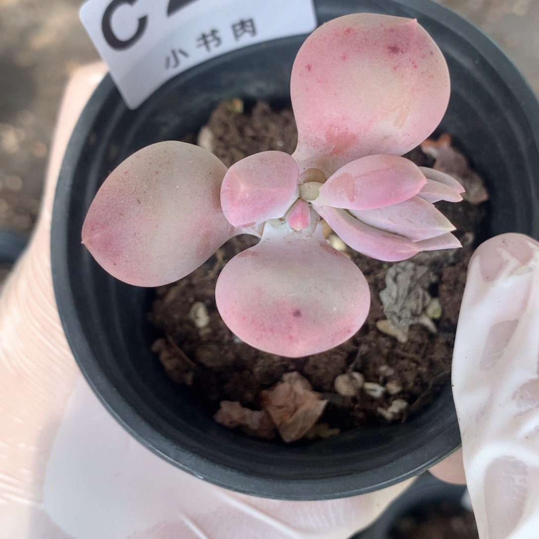 屁桃屁桃屁桃276