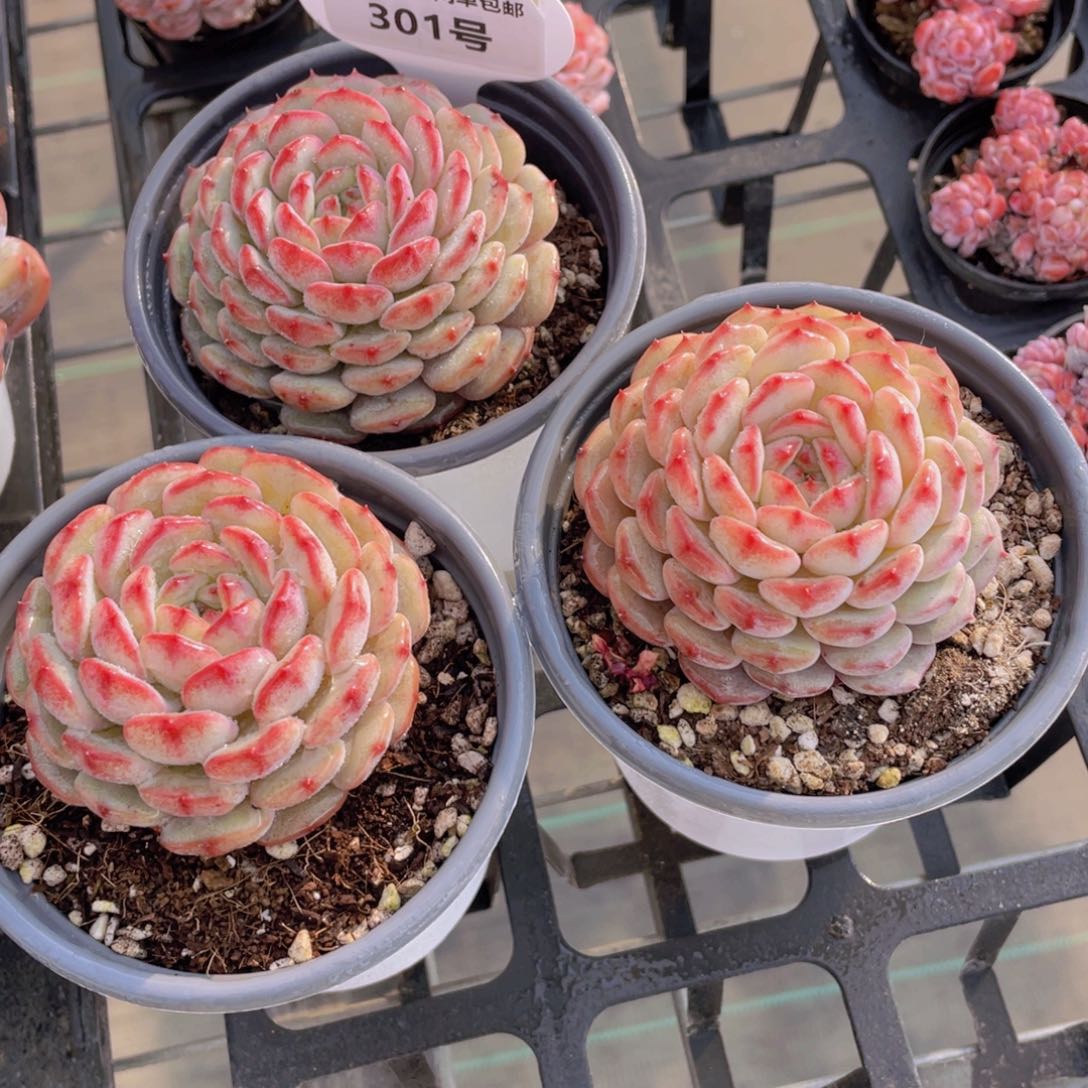 301号 全状态白胖子单头一个