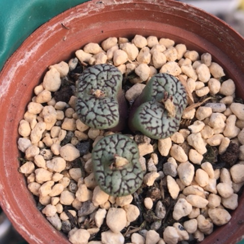 多肉肉锥 墨小锥