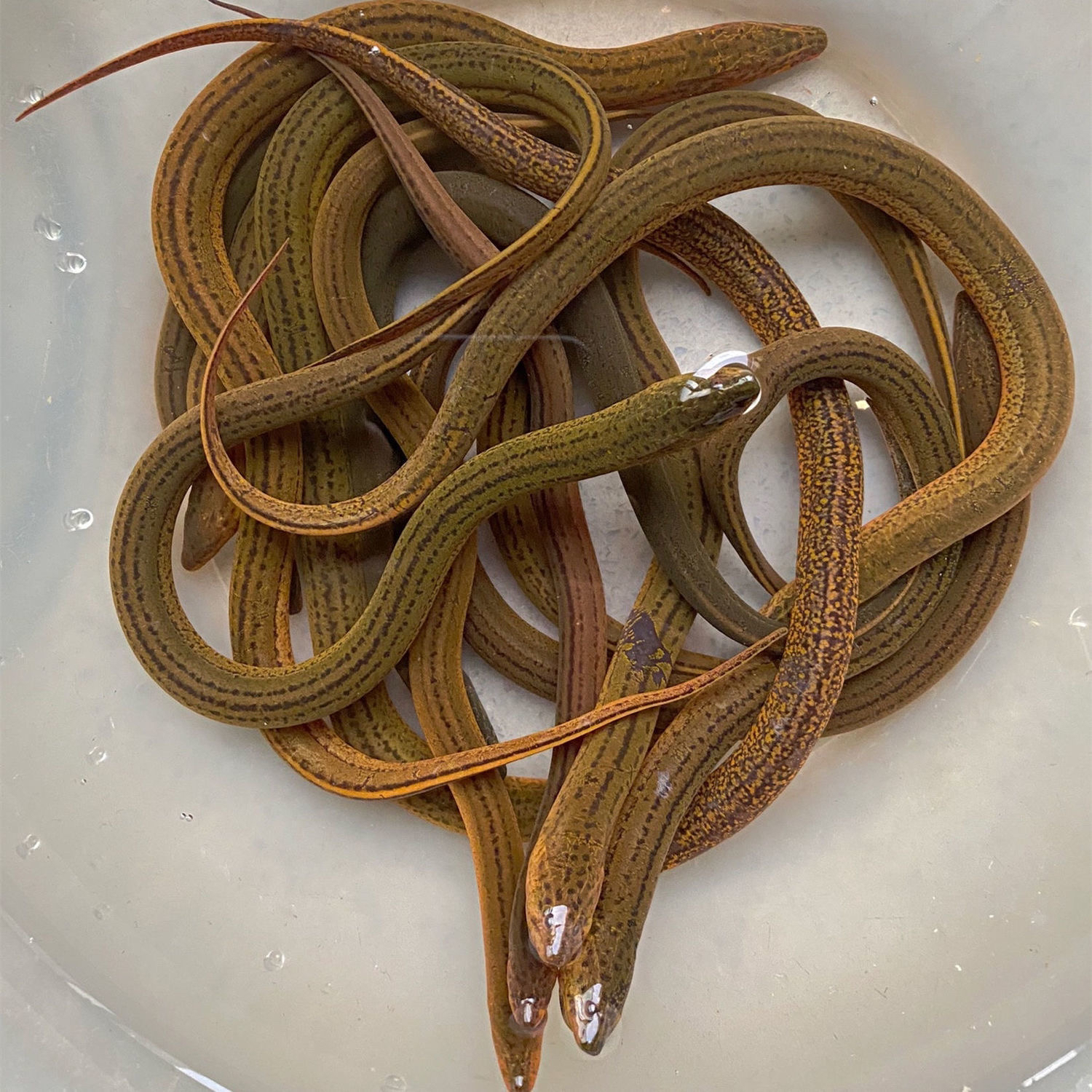 500g鲜活黄鳝 外塘散养鳝鱼 （默认宰杀去骨发出）