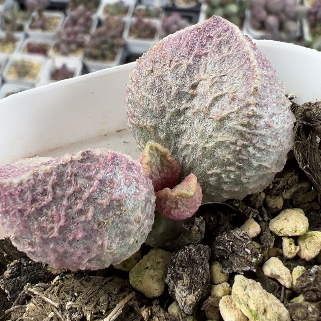 哈莫猪肝单头桩多肉植物水泡