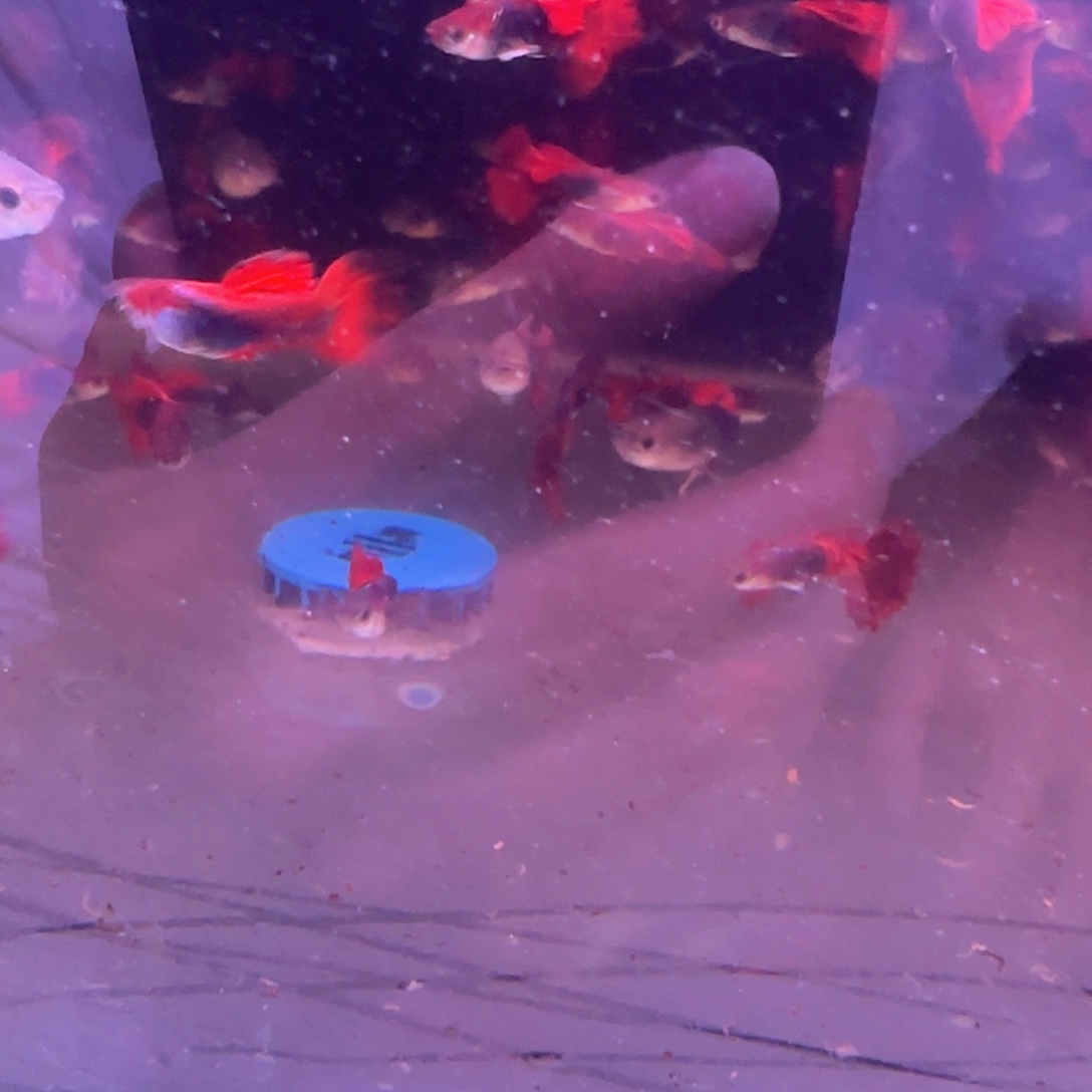 孔雀鱼微瑕折扇10条