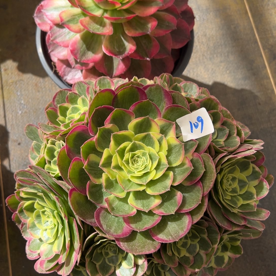 10109镜花水月赤子心多肉