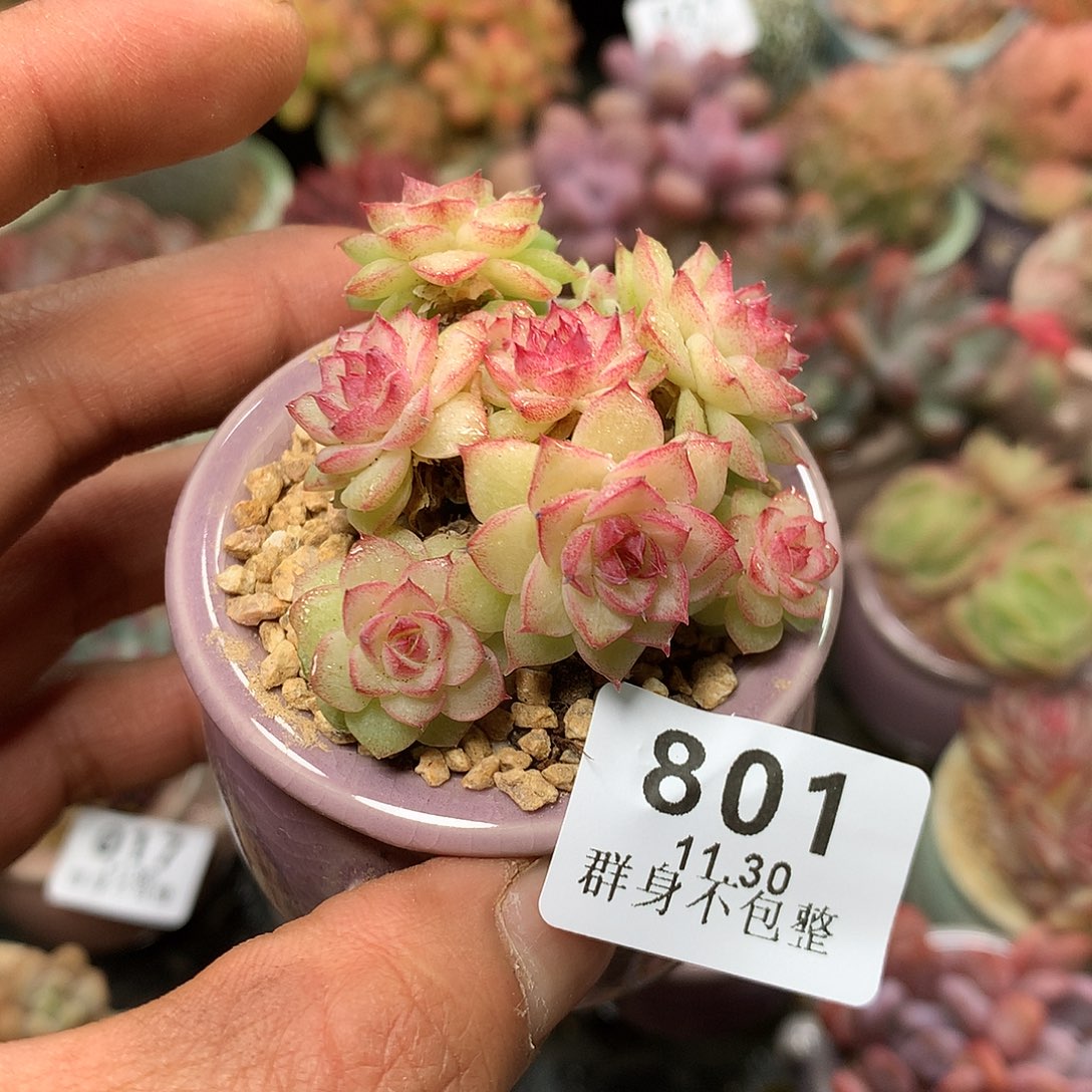 精控拇指盆11.30801