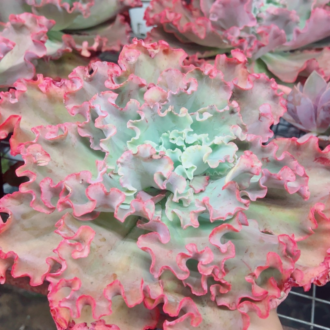 高沙之翁大单头包菜