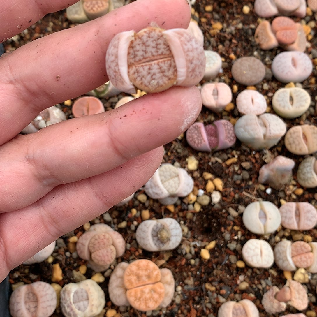 o*oX12多肉植物保护研究所