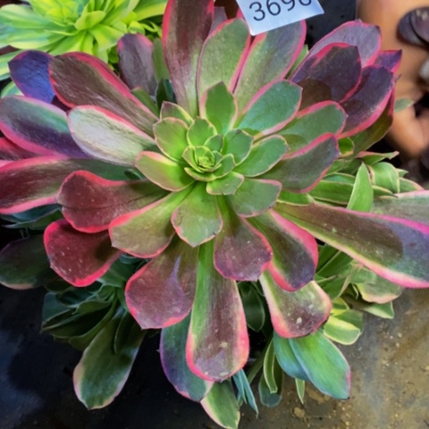 金丝却多肉植物3690