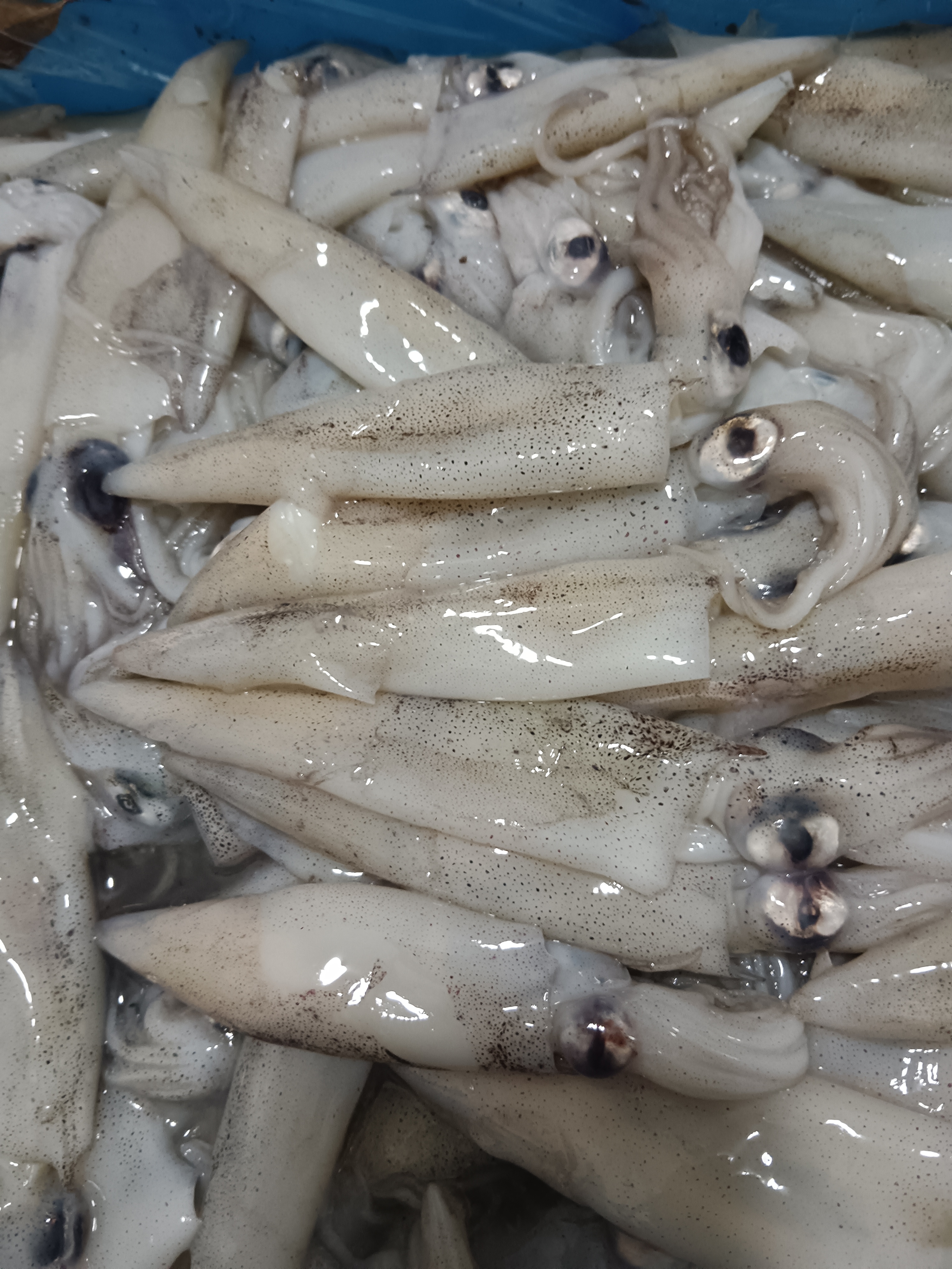 连云港发货  海捕海兔子顺丰冷链包邮