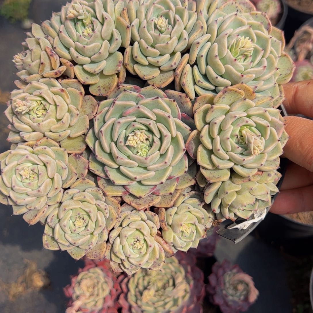 沙罗姬牡丹手捧多肉